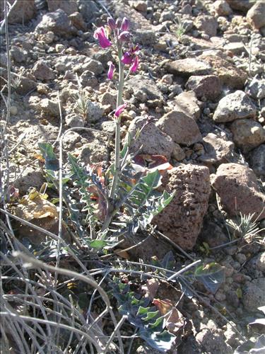 Streptanthus carinatus. Big Bend National Park, Route 13, mile 15. February 2004