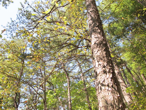 GRSM Accuracy Assessment. Plot Code: GRSM_AA_0755_6