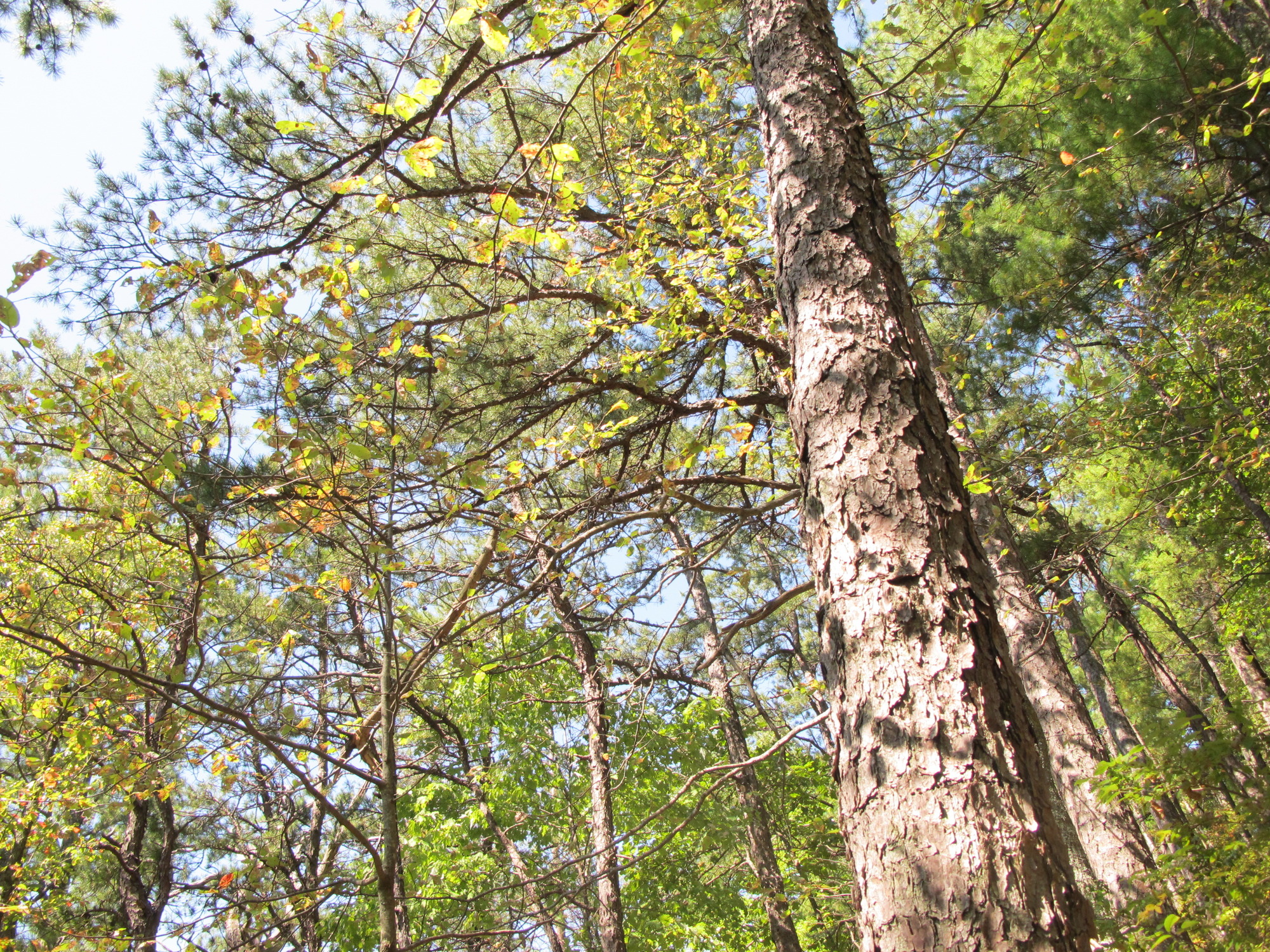 GRSM Accuracy Assessment. Plot Code: GRSM_AA_0755_6