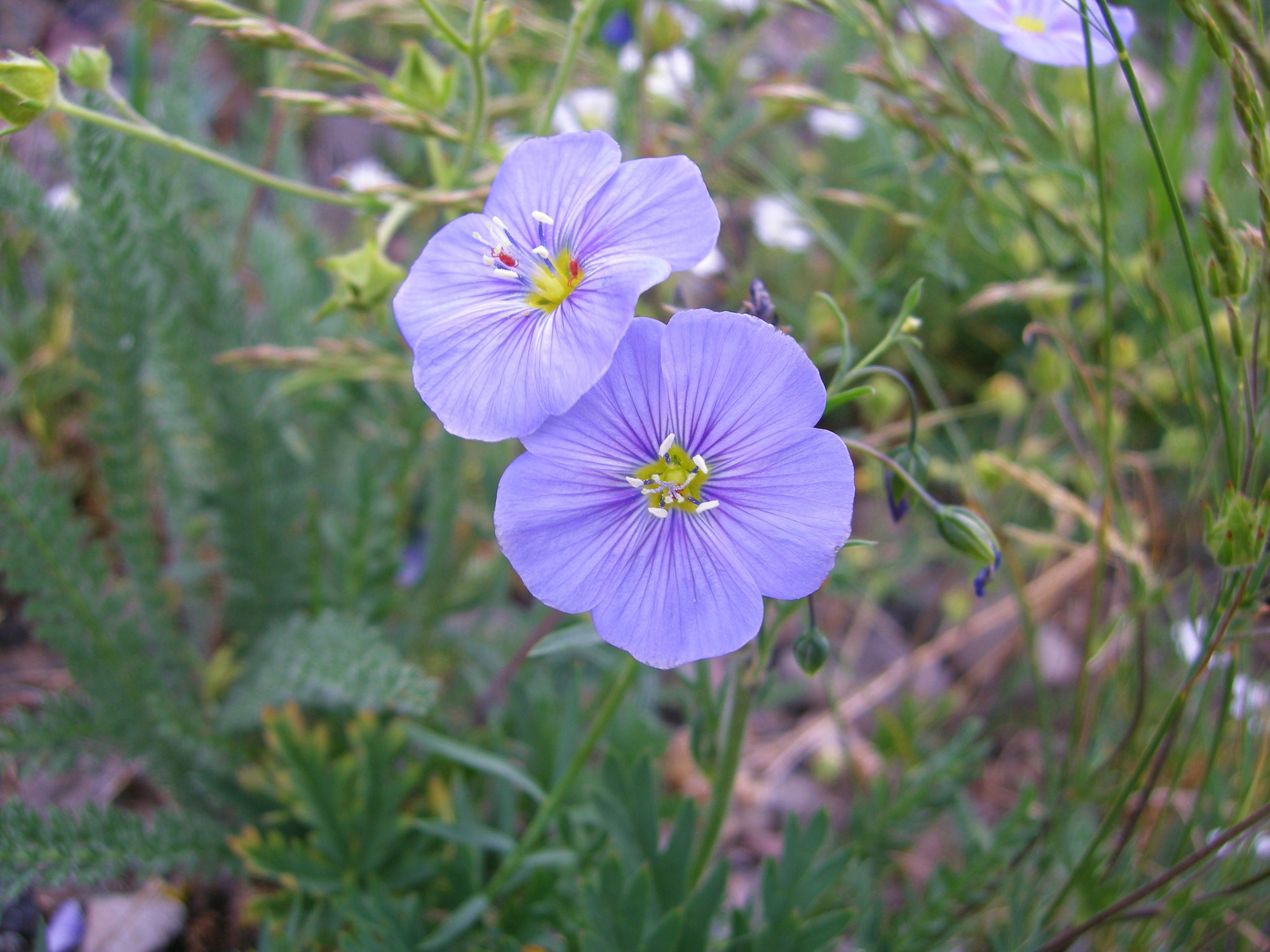 Five petaled blue flower