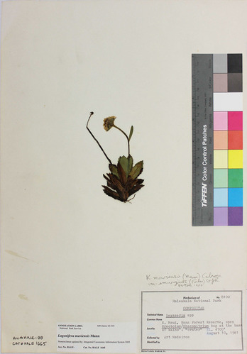 Keysseria maviensis (H. Mann) Cabrera