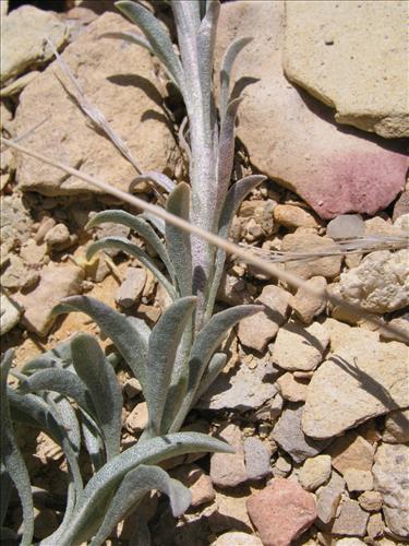 Lesquerella fendleri. Big Bend National Park, Sawmill Road. March 2004