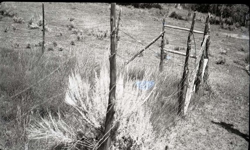 Fenced plot, upper Potato Hollow.