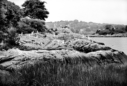 Gulls rest on the rocky shore of Sarah Island. (Olmsted Center for Landscape Preservation Boston Harbor Islands Cultural Landscape Report.)