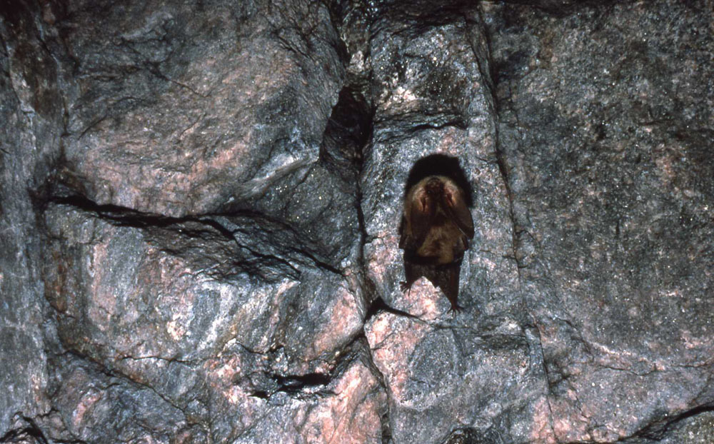 bat on a mine wall