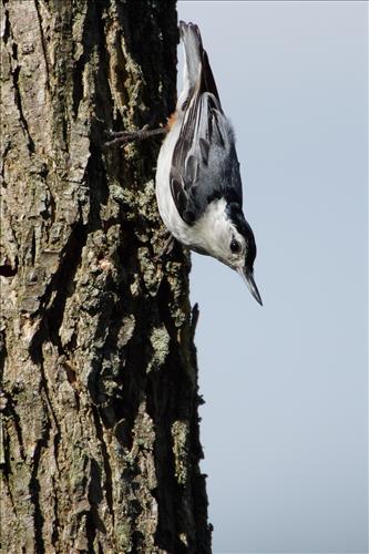 White-breasted nuthatch in Cuyahoga Valley National Park
