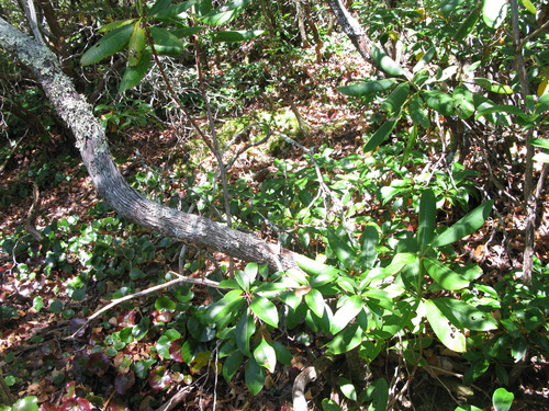 GRSM Accuracy Assessment. Plot Code: GRSM_AA_0324_2