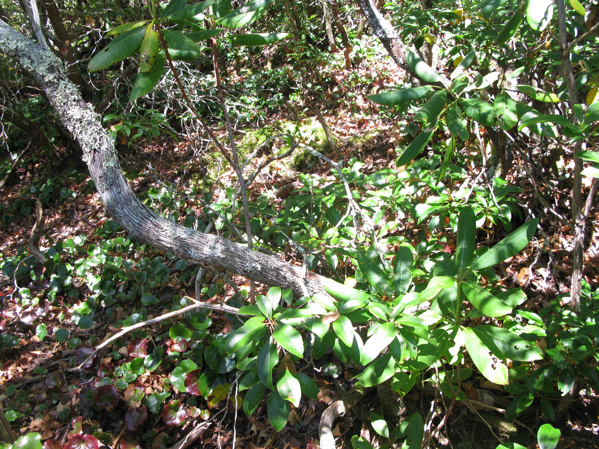 GRSM Accuracy Assessment. Plot Code: GRSM_AA_0324_2