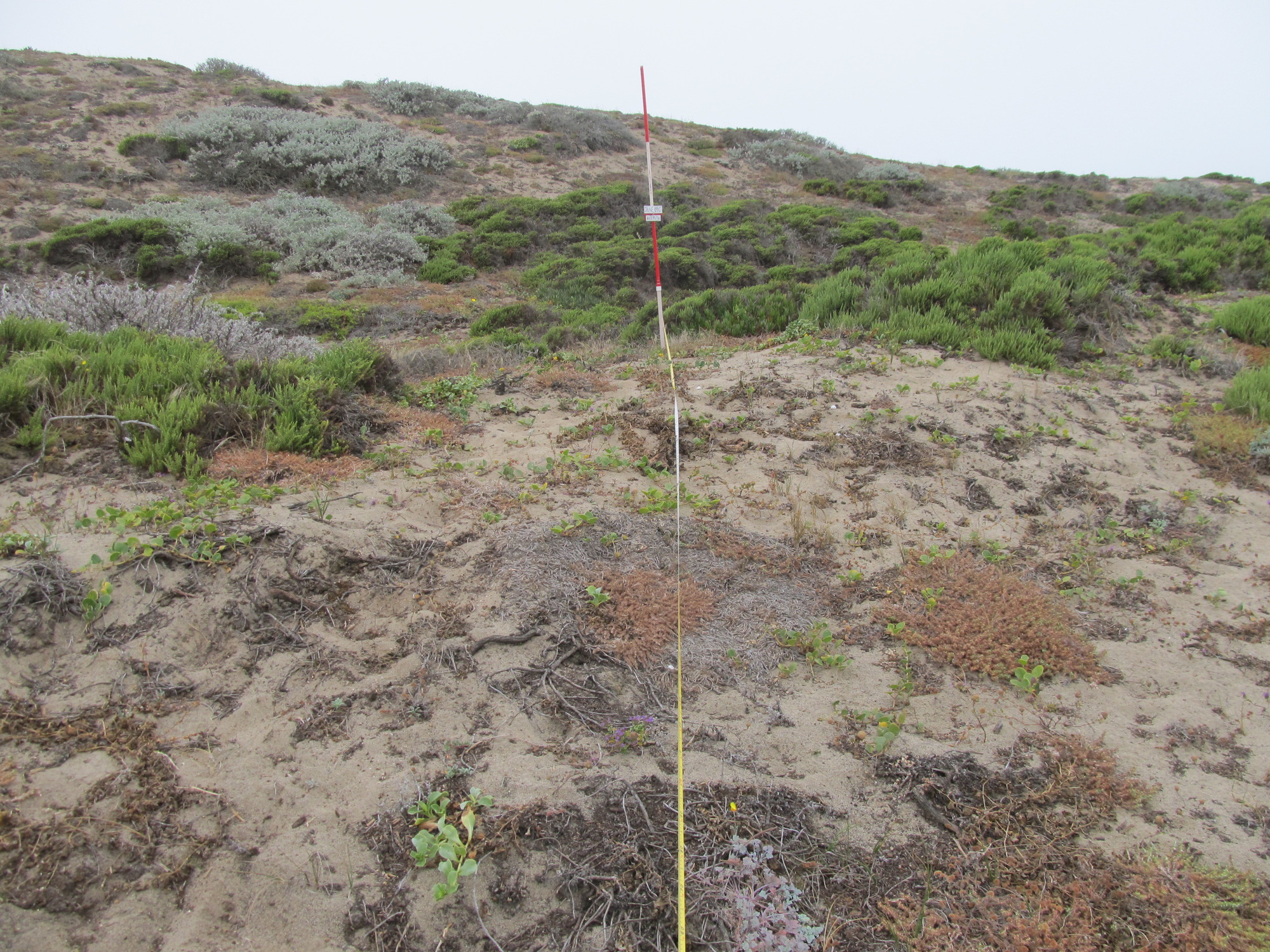 Eye-level view from the center point of a plant community monitoring plot
