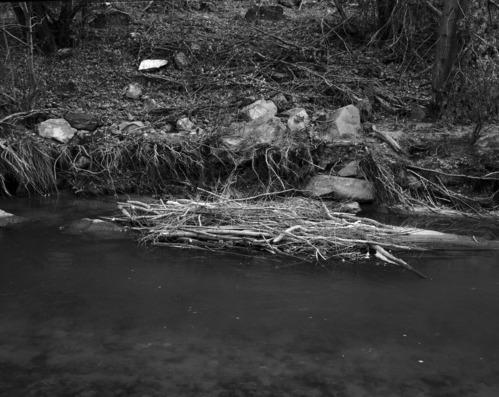 One of the beaver food caches on the north fork of the Virgin River near base of Great White Throne.