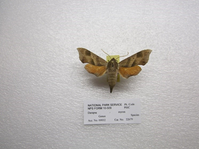 Brown moth with the tail going to a point.  The tail is darker than the rest of the body.  There is a small dark vertical line just below the head.  The lower abdomen of the specimen looks to have 4 horizontal stripes which appear lighter colored before the tail starts. The upper wings are brown with dark brown vertical stripes while the lower wings are coppery colored with just a hint of black on the very edge of the wing.  The antenna appear to be fine with the right one being slightly curled inward.  