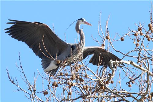 Great blue heron in Cuyahoga Valley National Park