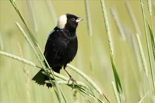 Bobolink in Cuyahoga Valley National Park