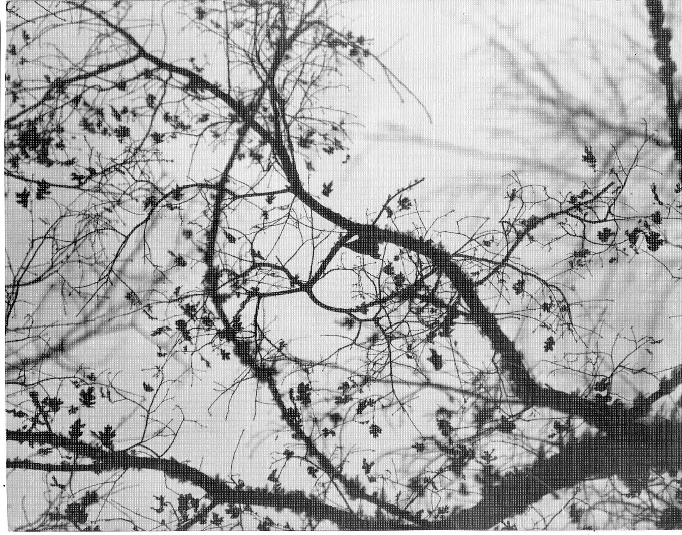 California Quail - male