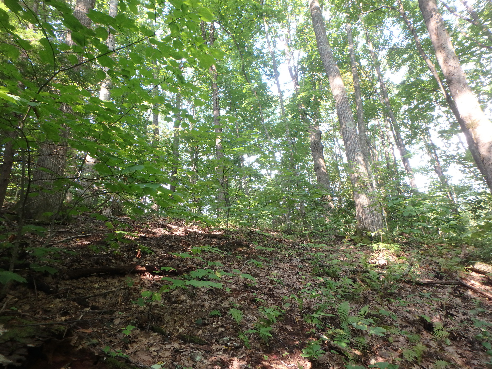 GRSM Accuracy Assessment. Plot Code: GRSM_AA_0260_5