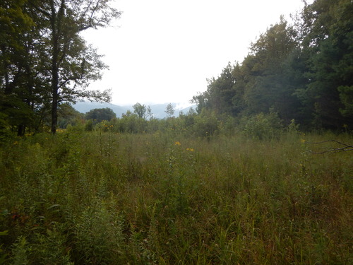 GRSM Accuracy Assessment. Plot Code: GRSM_AA_0717_6