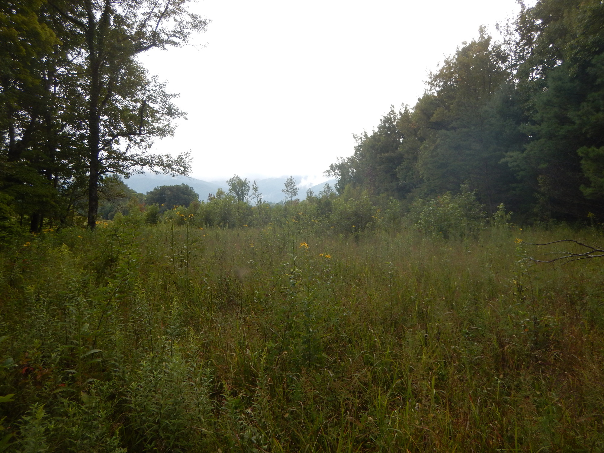 GRSM Accuracy Assessment. Plot Code: GRSM_AA_0717_6