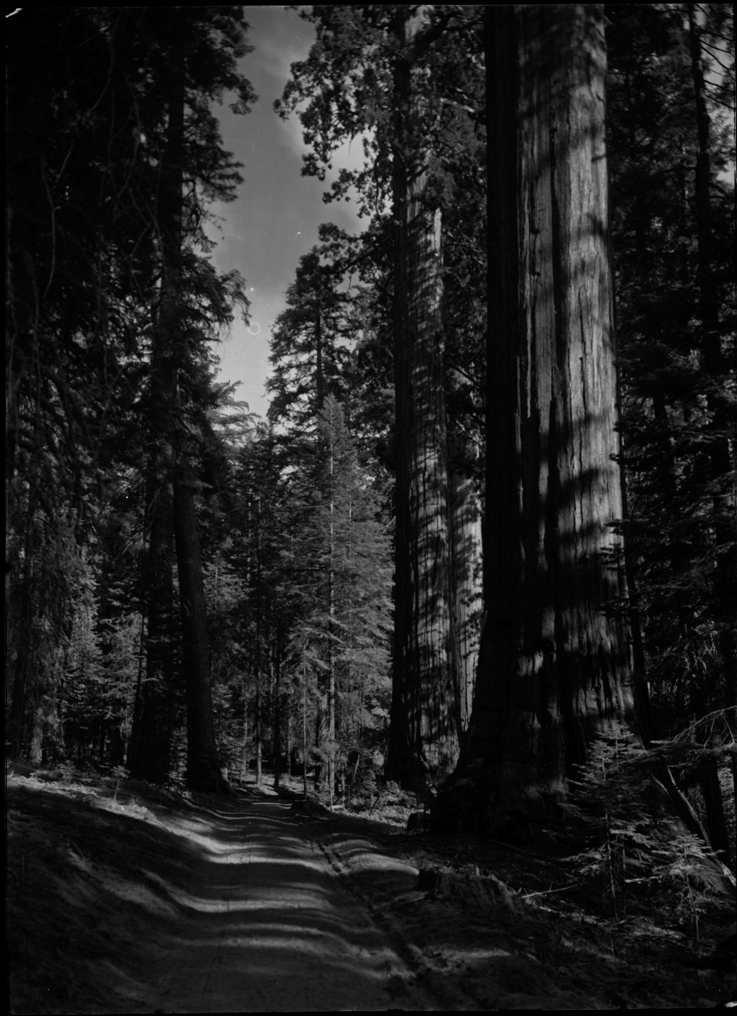 SEKI Roberts Collection Series: 1 Glass Plates; 1 Small glass plates; 13 Sequoias