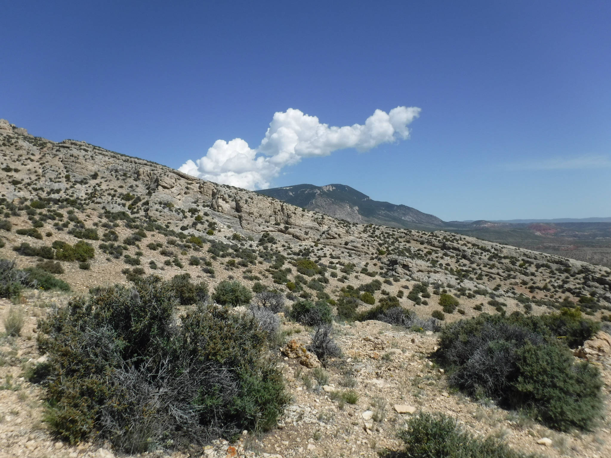 Image of the vegetation and landscape at photo point in Bighorn Canyon NRA 