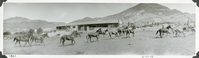This is an historic black and white panoramic photograph from the Scotty's Castle Historic Photograph Collection, Death Valley National Park of about twelve horse and mules running left to right across image. Long building with framing on exterior wall. Pasture fencing between building and animals. Man walking just outside pasture. Desert hills in distance. Inscriptions on bottom white border.