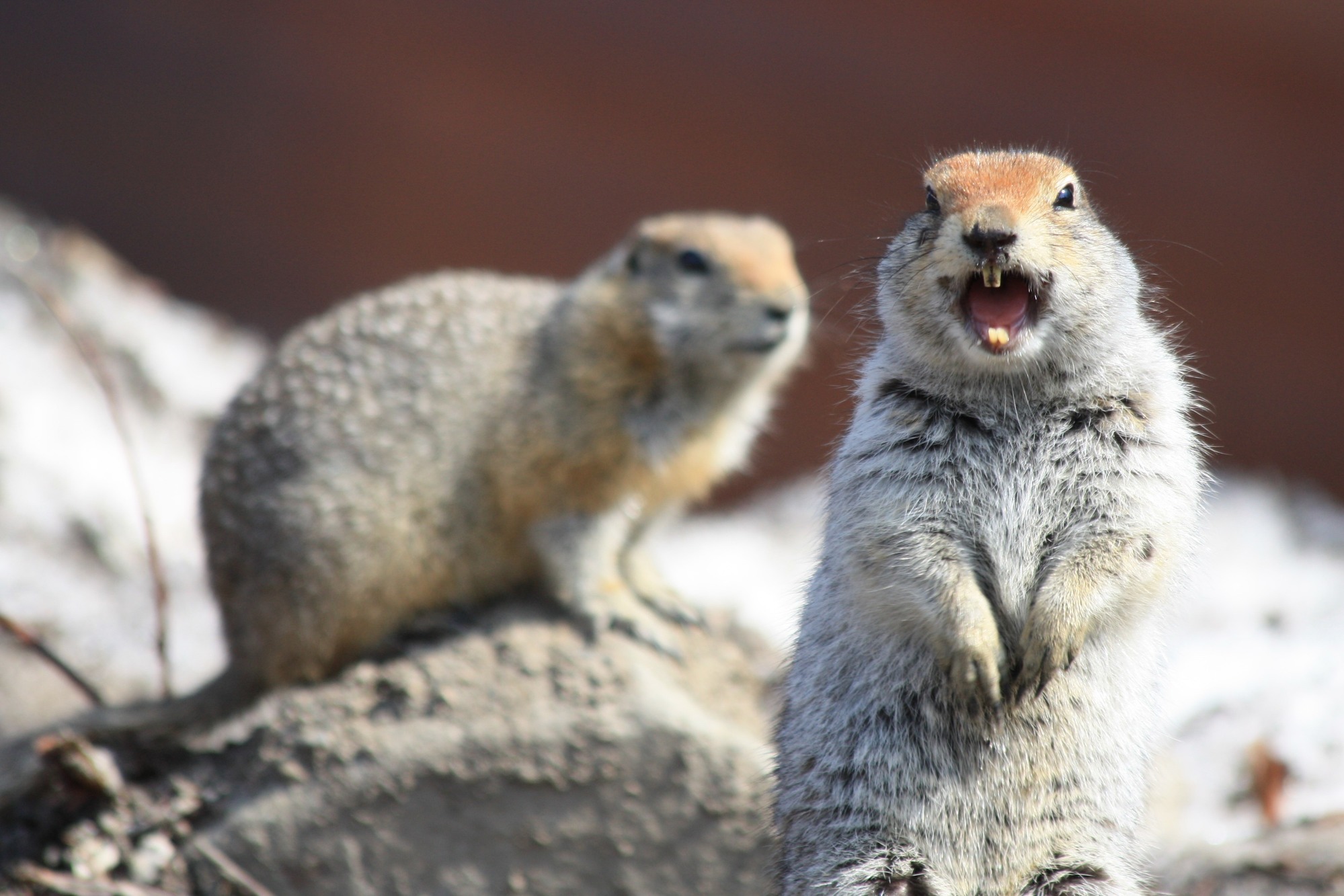 A ground squirrel on its hind legs, barking an alert, while another squirrel looks around in the background