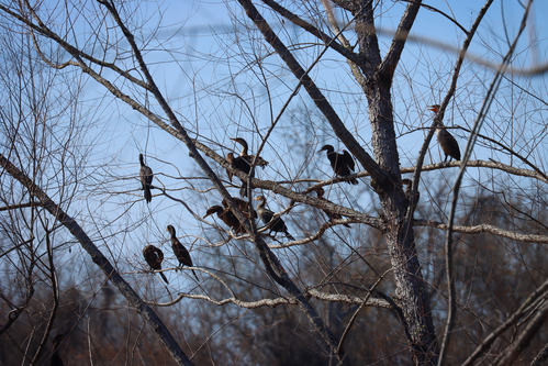 Ten double-crested cormorants perched on the branches of a leafless tree in winter.
