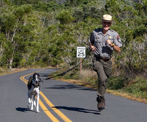 A park ranger in flat hat and uniform jogs his leashed black and white greyhound up a two lane road. Trees and brush grow along the road. 
