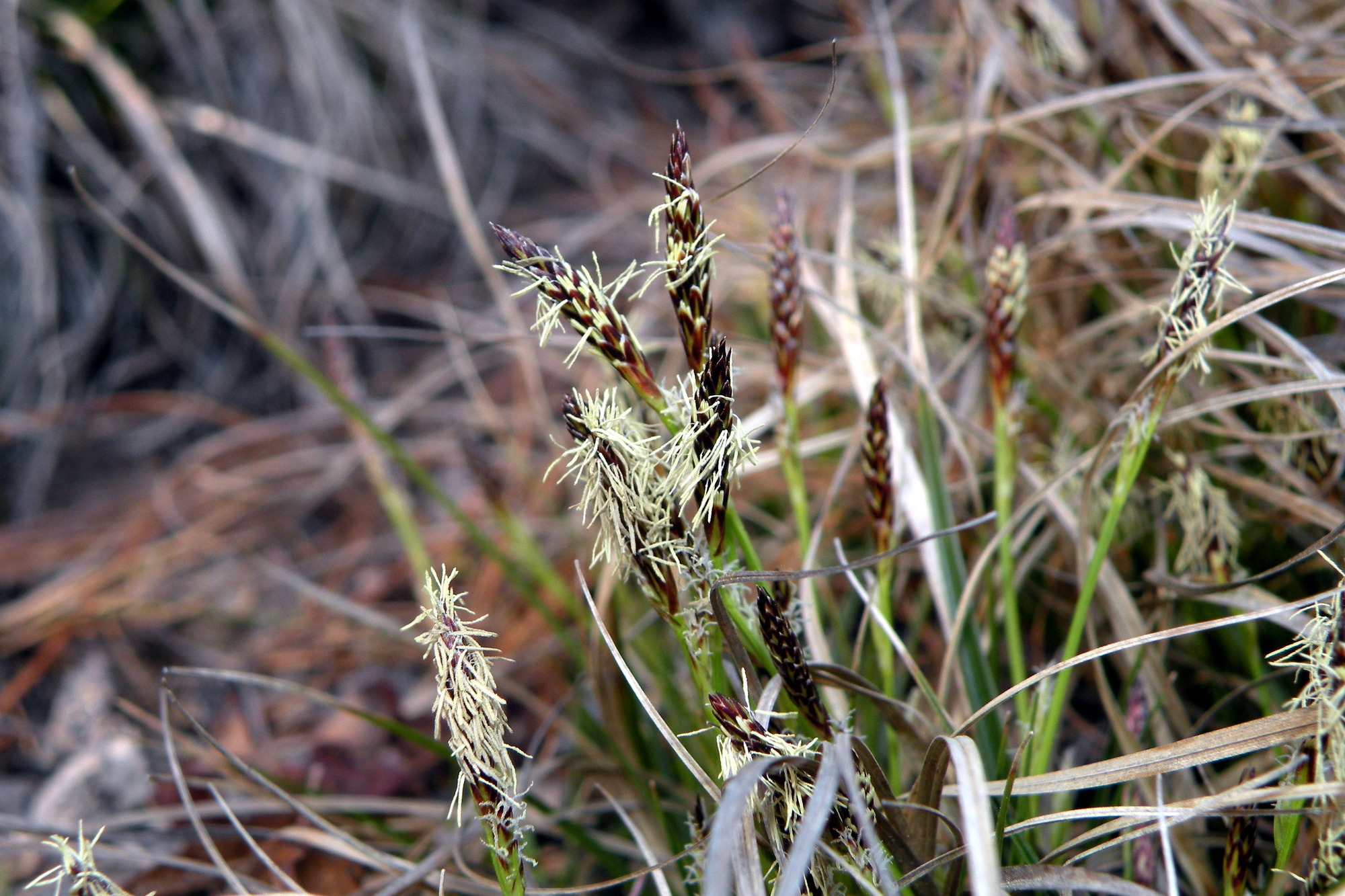Several tall brown and green grass stems with red and brown seedpods on top. 