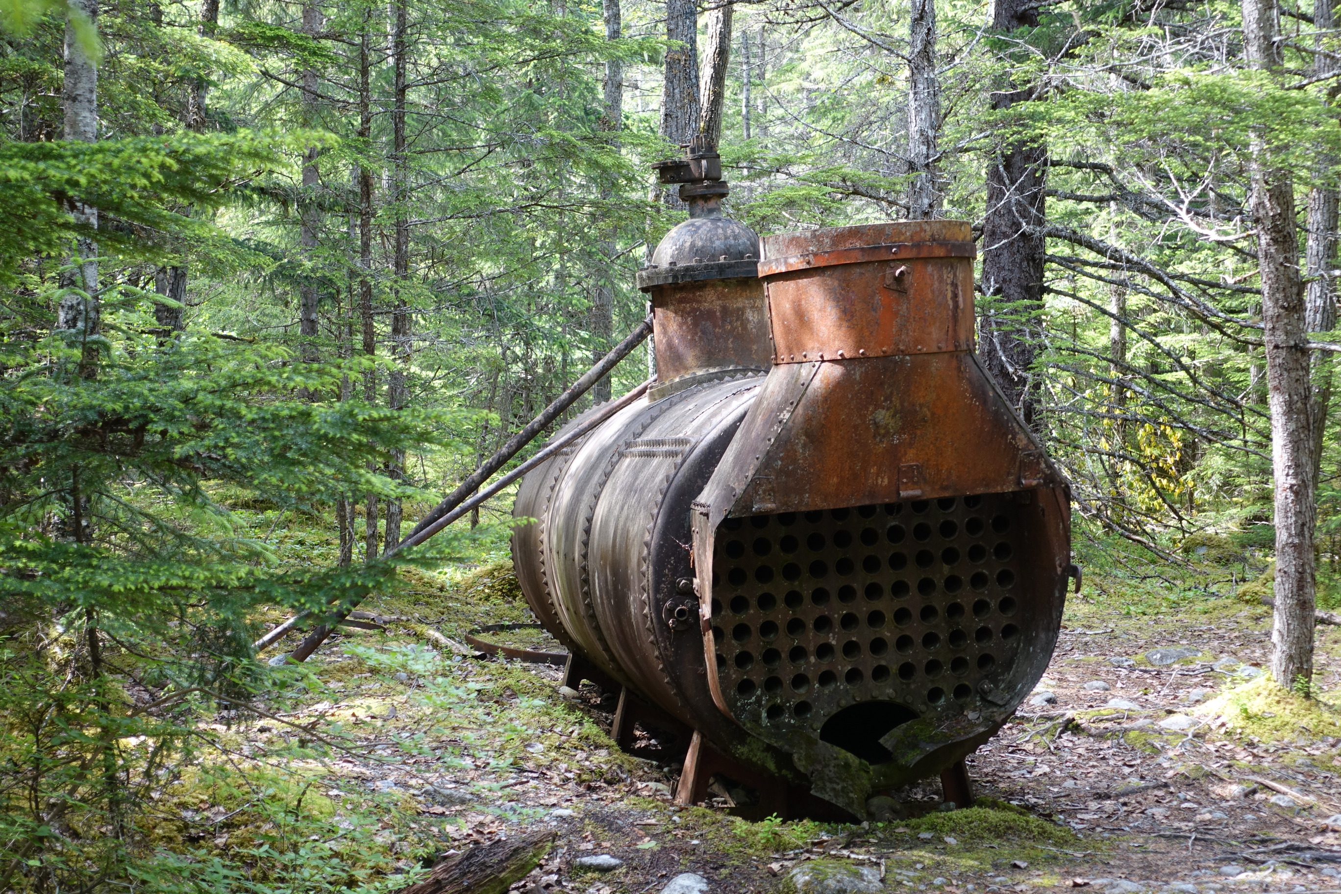 A steam boiler, red with rust, sits in a small, sunny clearing in a dense wood.