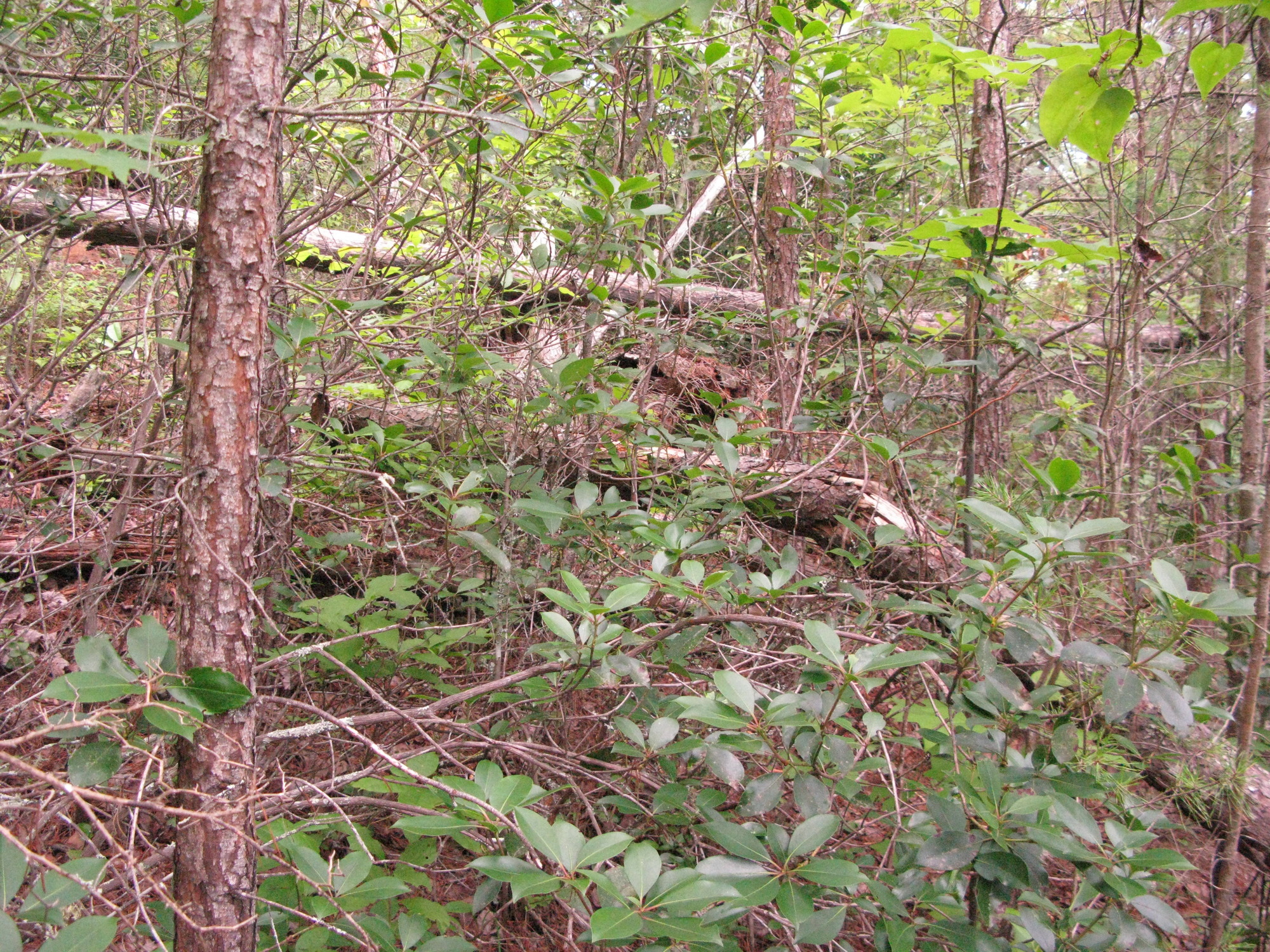 GRSM Accuracy Assessment. Plot Code: GRSM_AA_0032_3