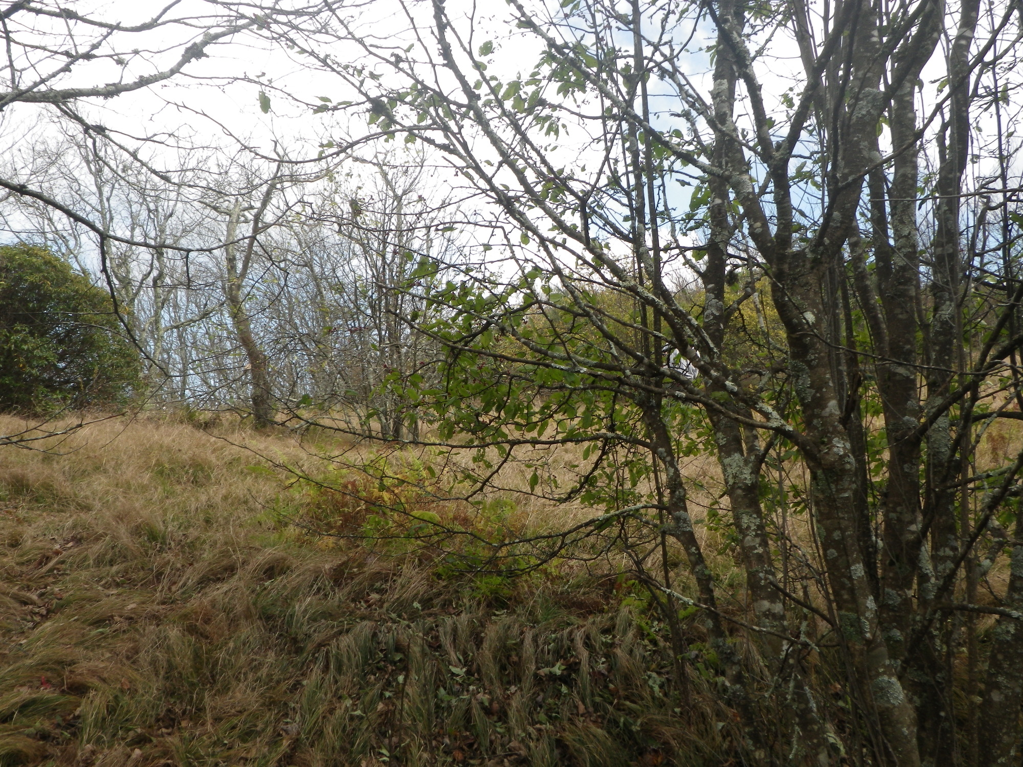 GRSM Accuracy Assessment. Plot Code: GRSM_AA_0186_3