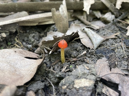 A small mushroom with a bright orange cap extends out of dark soil. Brown, decaying leaves surround the mushroom.