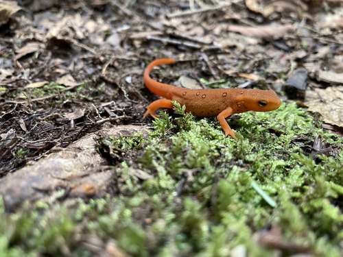 A small, bright orange red eft salamander on the forest floor. It's head and front legs are positioned on moss, while it's back legs are on rocks and dirt. 