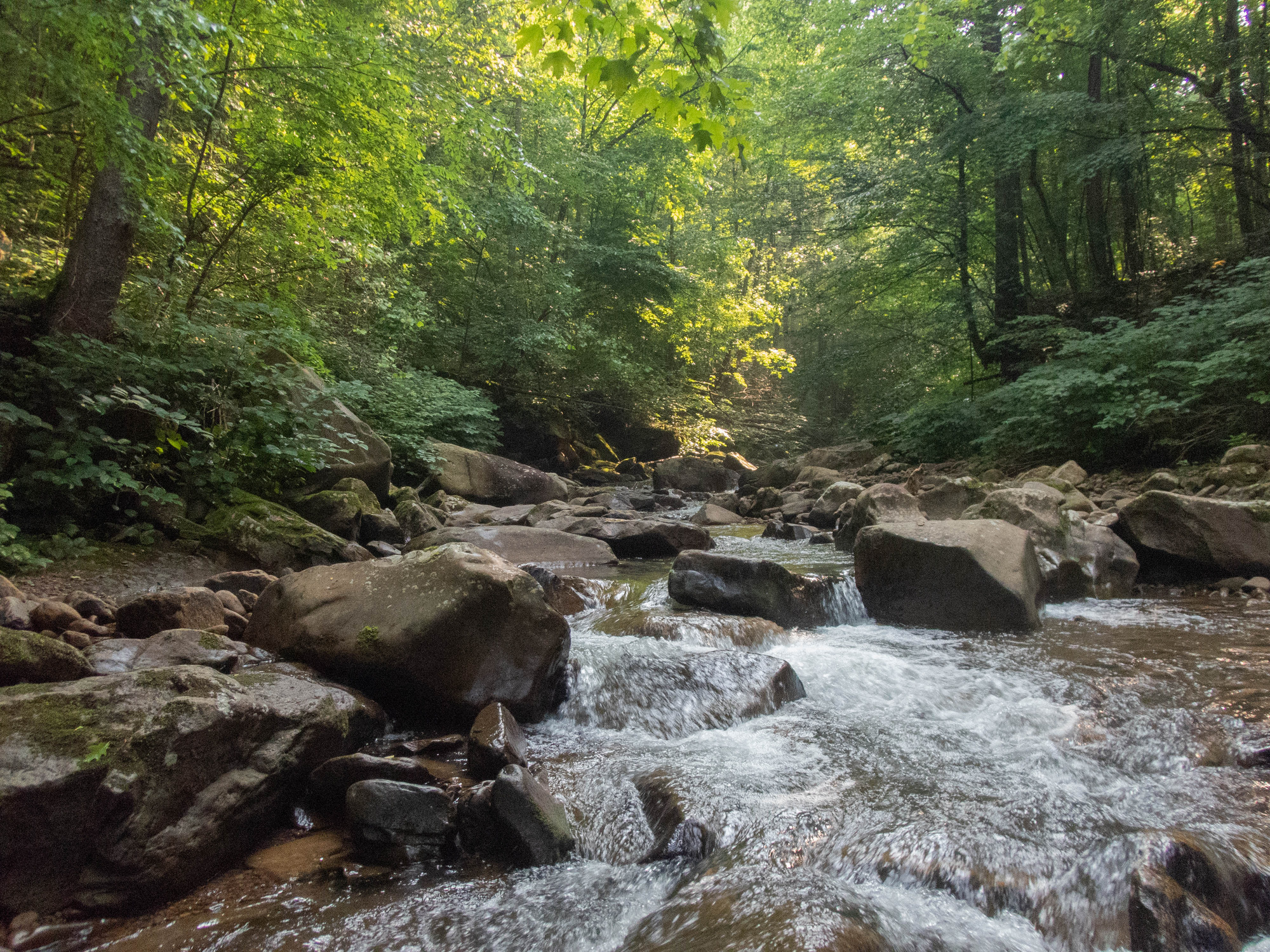 Site visit photo showing the upstream (UP) or downstream (DN) view of a wadeable stream reach taken during fish monitoring at New River Gorge National Park and Preserve.