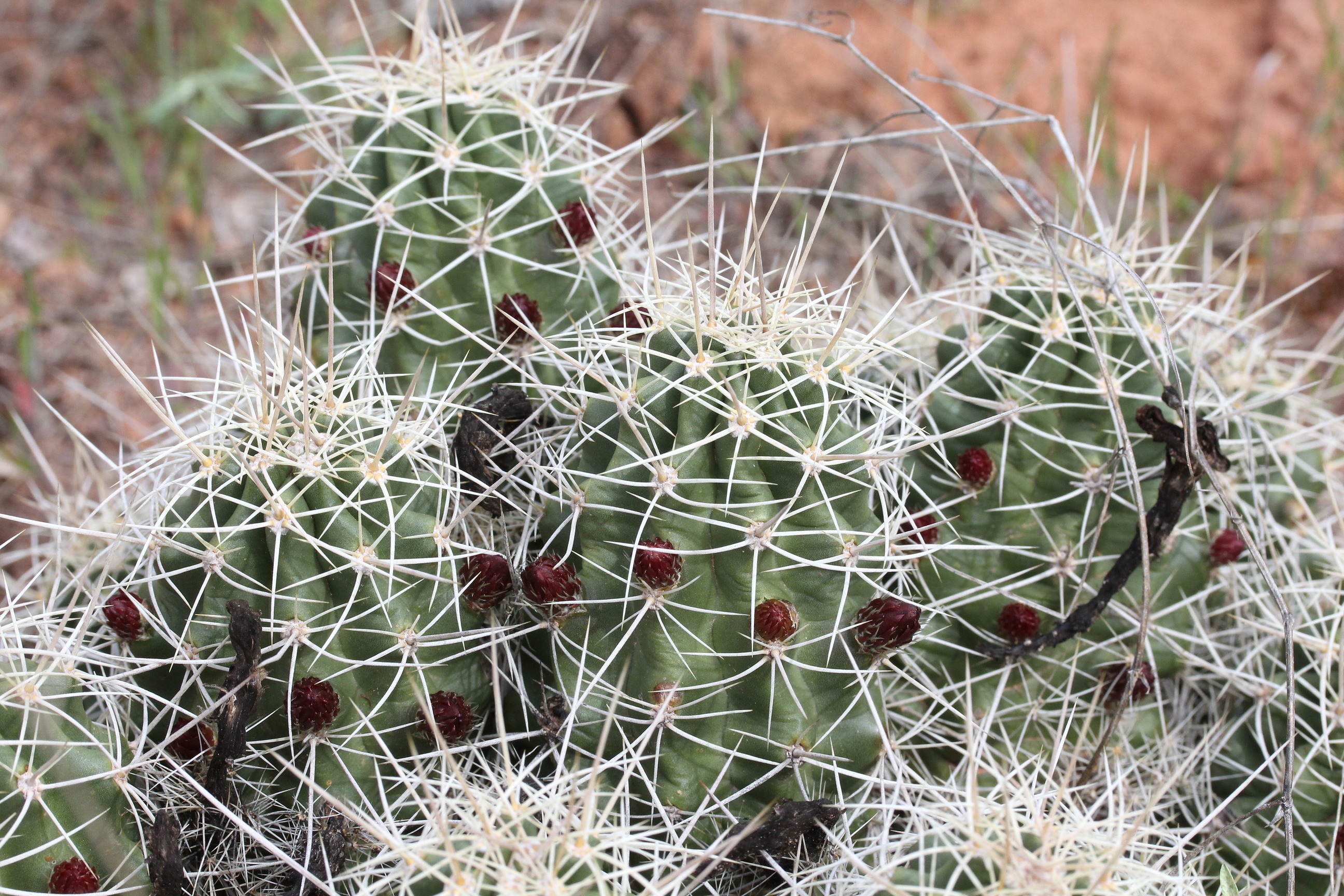 Echinocereus triglochidiatus, Claretcup