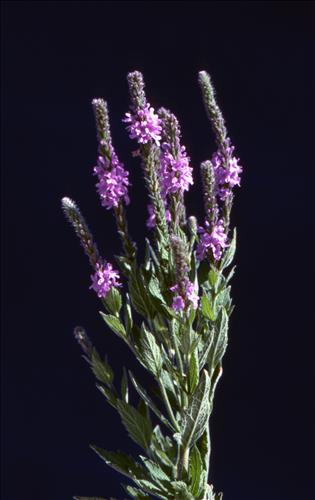 Badlands Flowers: Red, Pink, Blue