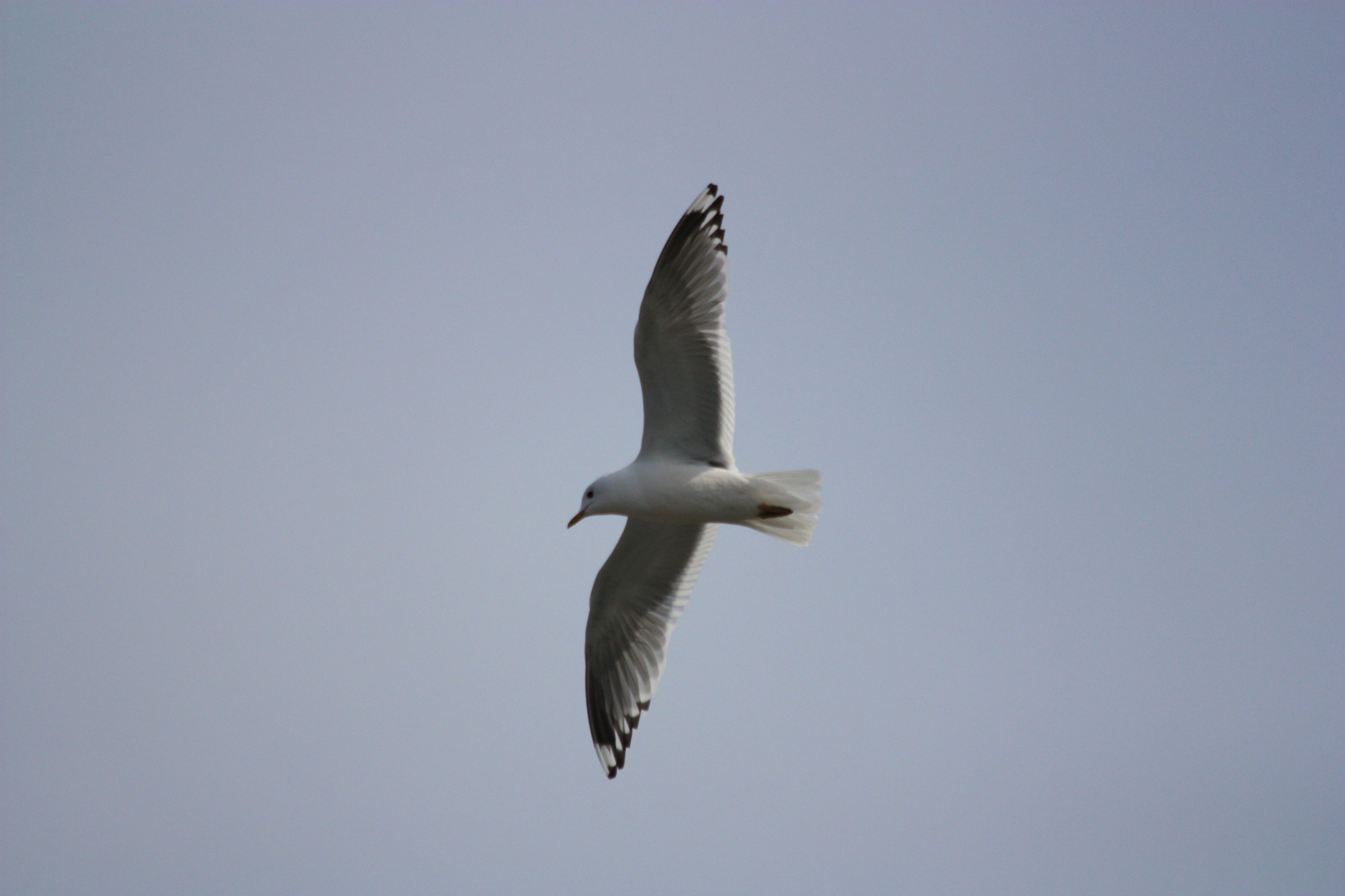 a white and gray bird 