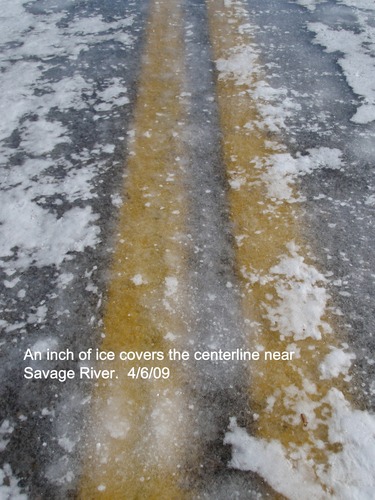 a moose standing in brush
