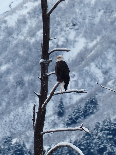 An eagle perches on the branches of a dead tree. Snow coats the branches, and the mountains behind.