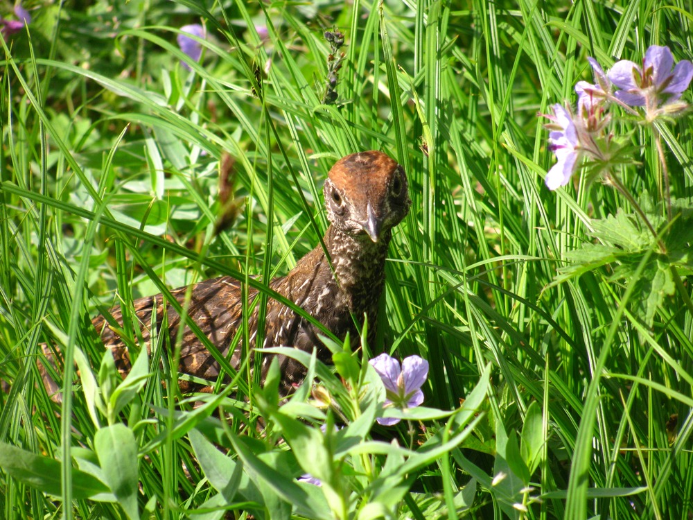 Brown bird in green grass.