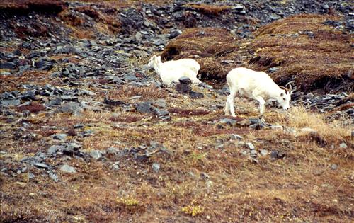 1 Dalls Sheep in Alaska
