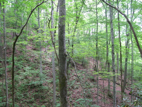 GRSM Accuracy Assessment. Plot Code: GRSM_AA_0088_6