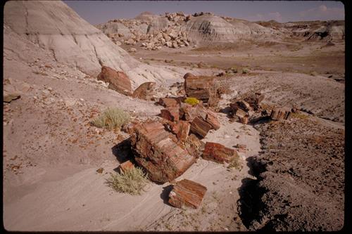 Petrified Wood at Petrified Forest National Park, Arizona