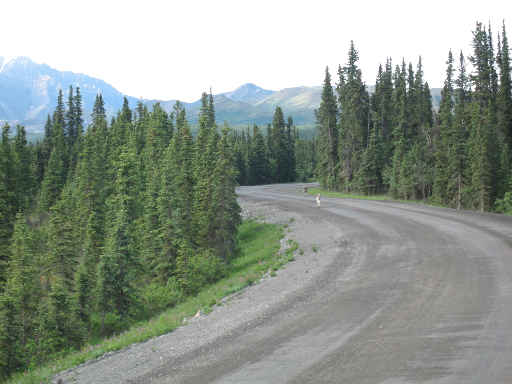 two wolves on a gravel road in a forest