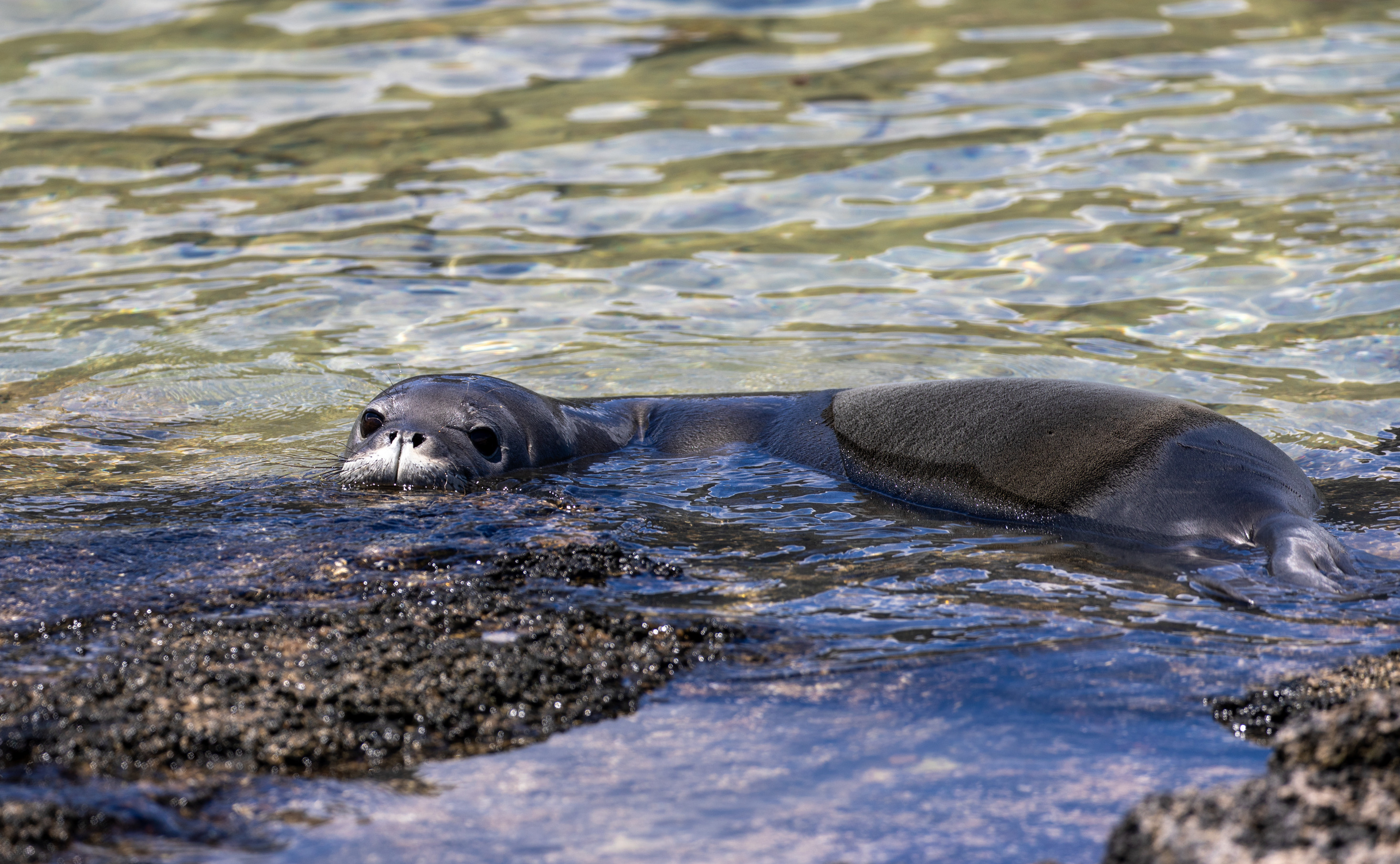 A monk seal swimming in shallow water. 