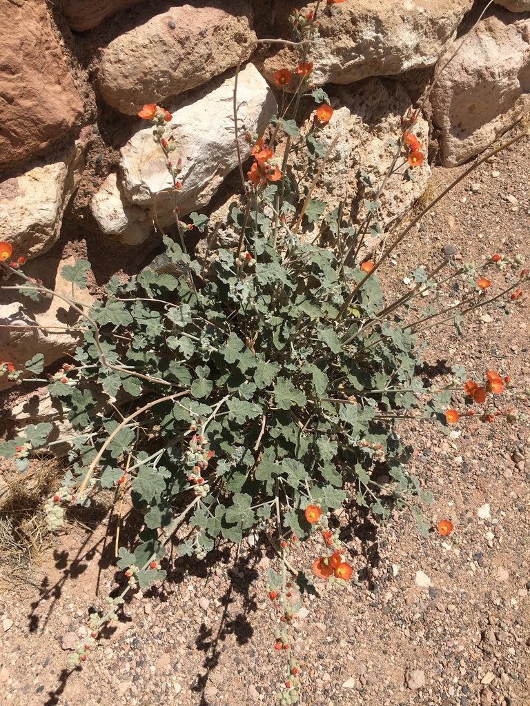 Globemallow  blooming