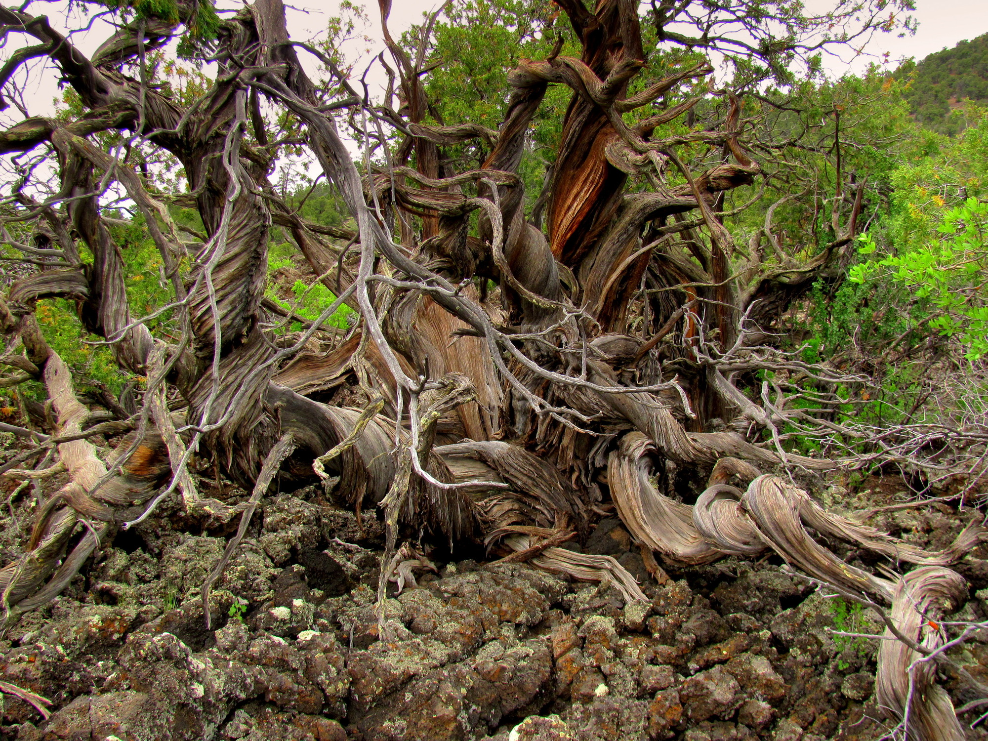 Twisted tree branches and roots twist and curl in every direction above lichen-covered rock.