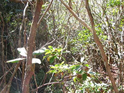 GRSM Accuracy Assessment. Plot Code: GRSM_AA_0316_4