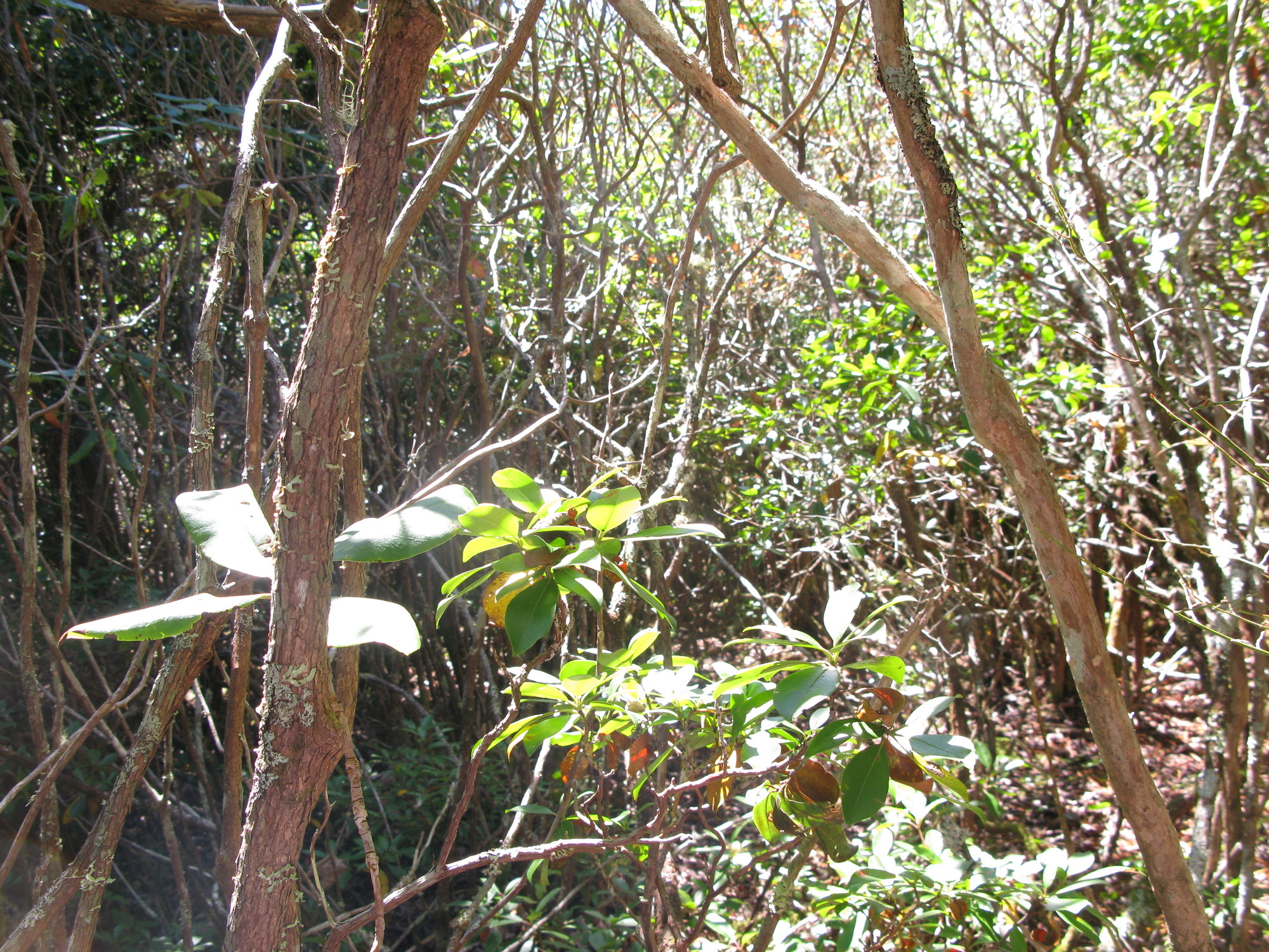 GRSM Accuracy Assessment. Plot Code: GRSM_AA_0316_4