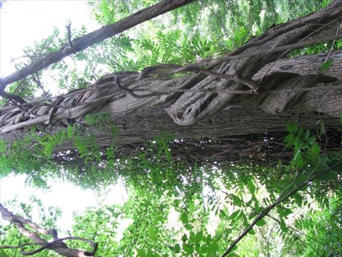 NACE -- Manage Exotic Plants